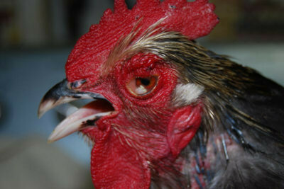 Điểm danh các bệnh khiến gà bị mù mắt nguy hiểm nhất