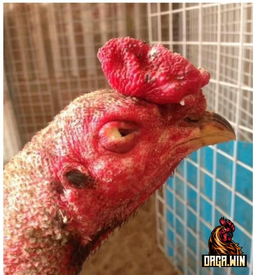Gà bị sưng mắt là căn bệnh thường gặp ở gà