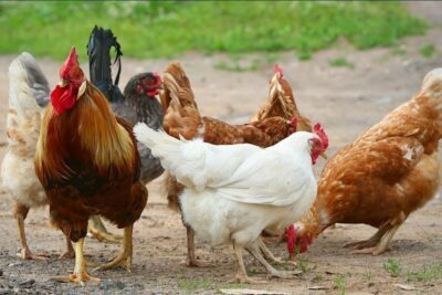 Những điều bạn cần biết khi chăn nuôi gà Lương Phượng