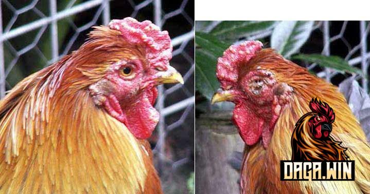 Nguyên nhân gà bị đỏ mắt chủ yếu là do vi khuẩn cùng virus gây nên