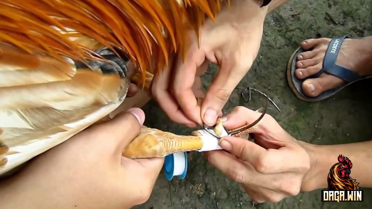 Bằng cựa cho gà đá cần đúng kỹ thuật để tránh việc gà làm mình bị thương