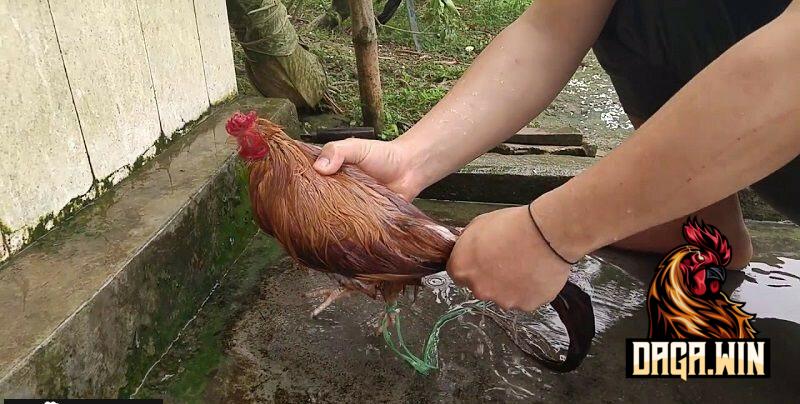 Cách làm nước cho gà chọi khi ra hồ