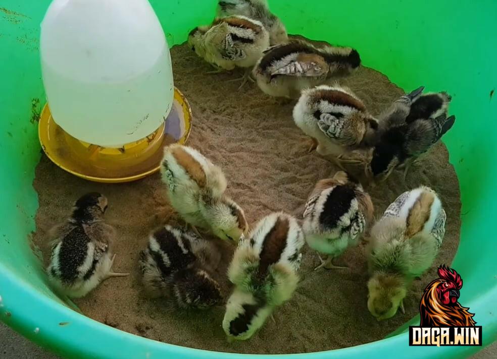 Chăm sóc gà con trong quá trình nuôi