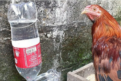 Giải đáp băn khoăn có nên cho gà chọi uống nước đường không?