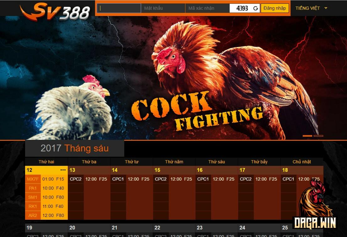SV388 triển khai mảng cược đá gà ở Việt Nam nên có cả phiên bản tiếng Việt