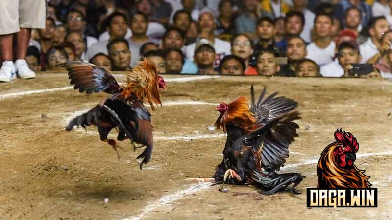 Thuốc đá gà bịp khiến cho gà mất khả năng thi đấu hoặc thậm chí là mất mạng