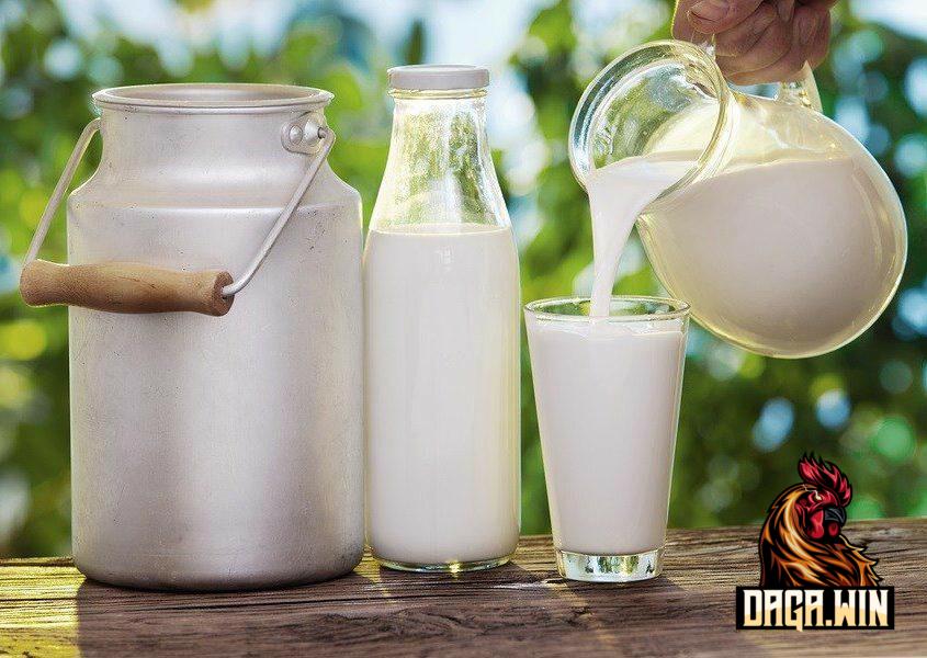 Lợi ích của sữa đối với gà đá cựa sắt như thế nào?