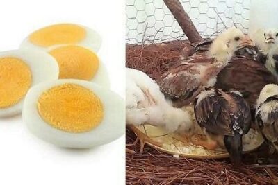 Trứng luộc quan trọng đối với gà đá ra sao? Gợi ý chuyên gia