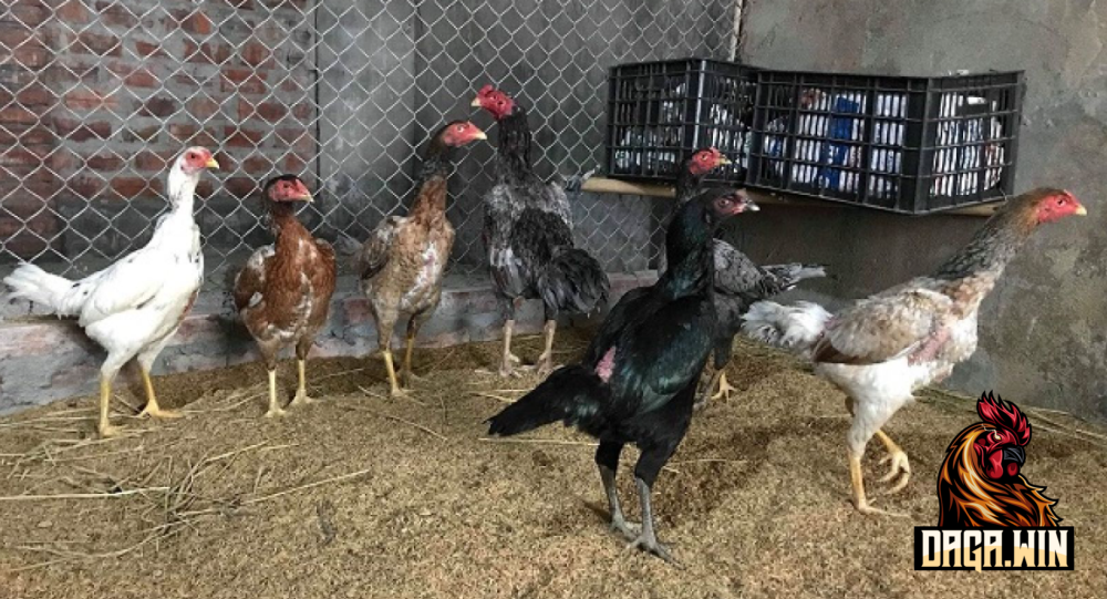 Cần quan tâm tới chế độ dinh dưỡng cho gà trong kỹ thuật nuôi gà chọi khỏe, ít bệnh